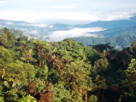 View of the cloud forest
